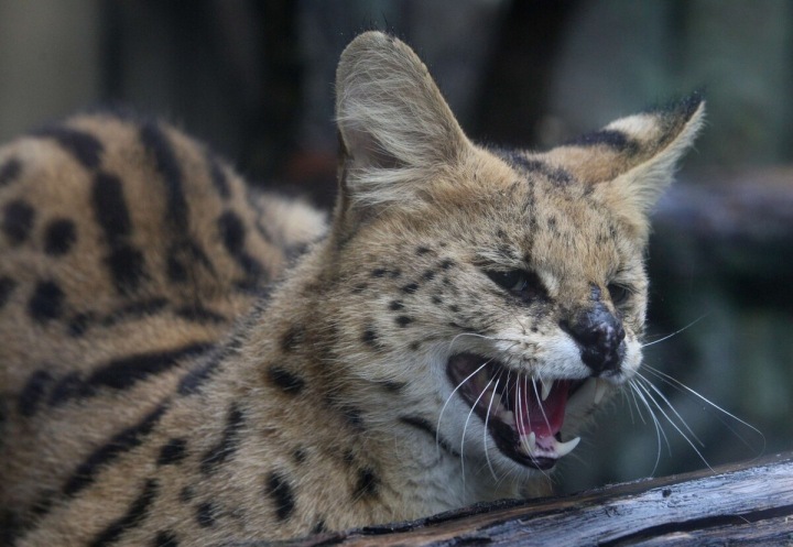 Kotě servala stepního bylo odchyceno v areálu mateřské školy