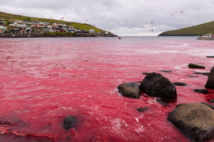 Rudé moře při Faerských Grindách