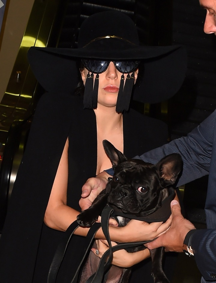 Lady Gaga s psíkem.