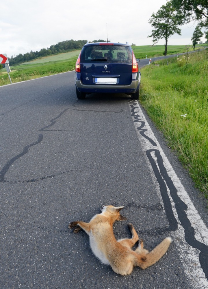 Liška sražená na silnici.