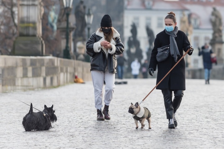 Venčení psů v centru Prahy, na Karlově mostě Venčení psů v centru Prahy, na Karlově mostě