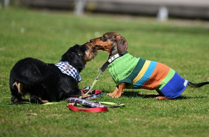 Maskot mnichovské olympiády Waldi