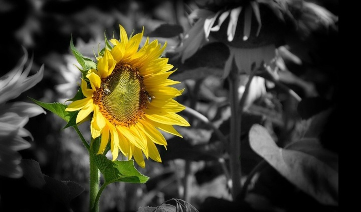 Dovoz slunečnicového oleje ohrožen