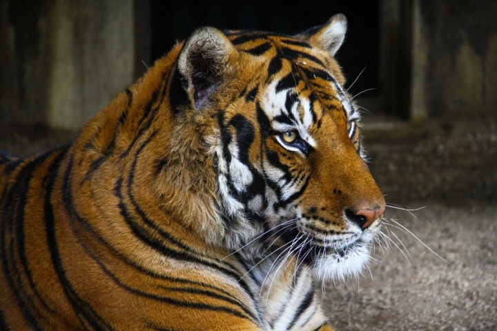 Tygr z newyorské zoo Tygr z newyorské zoo