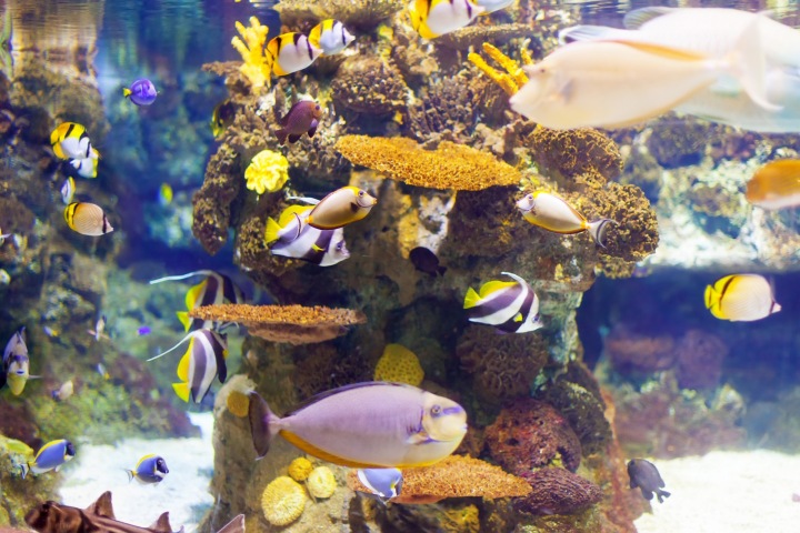 Bude se otvírat největší akvárium světa 