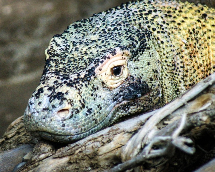 Varan komodský Varan komodský