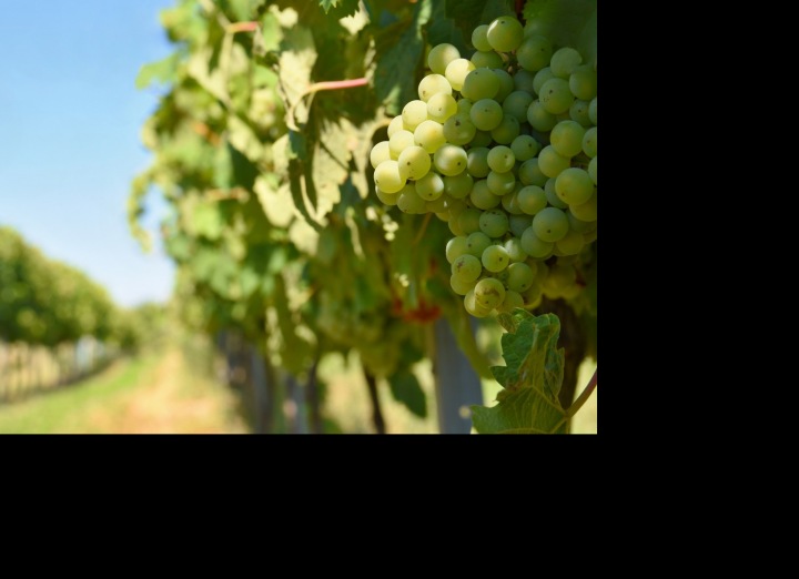 Letní pohoda nejen u "vína".