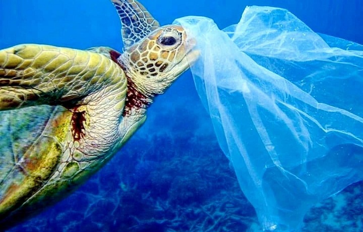 Zvířata díky odpadkům v moři často umírají