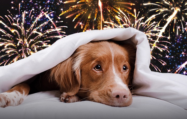  Jaké důsledky má pyrotechnika na malé děti či zvířata v našich domácnostech a v přírodě?