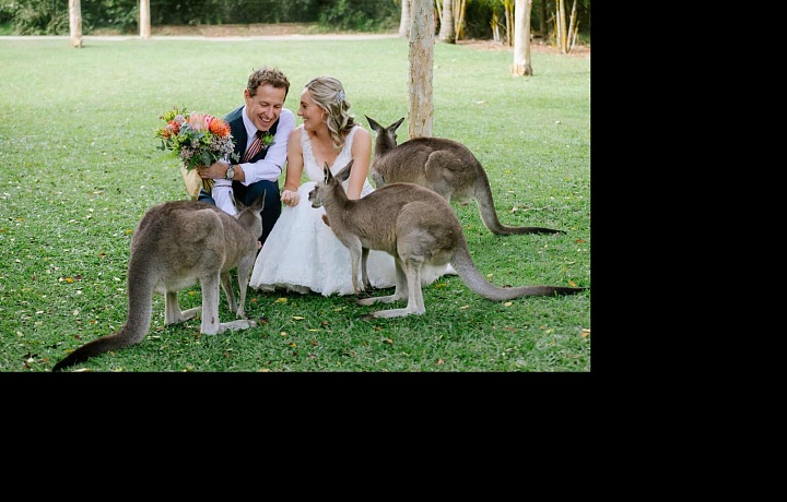  Australská svatba