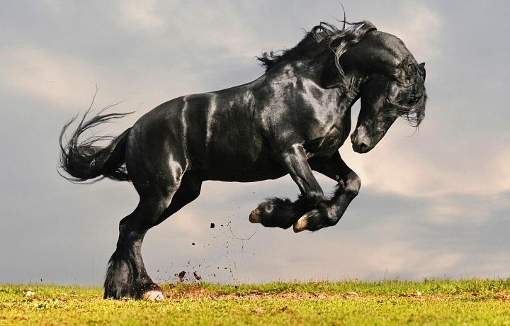 Mustang