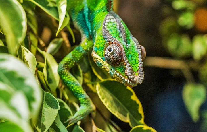 Jeden z mnoha druhů chameleonů