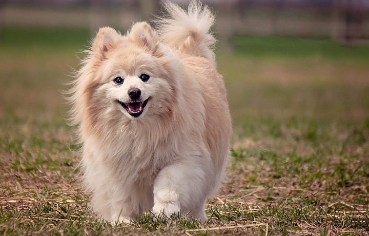 Pomeranian špic