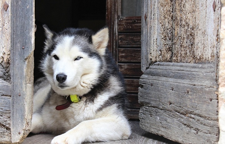 Husky