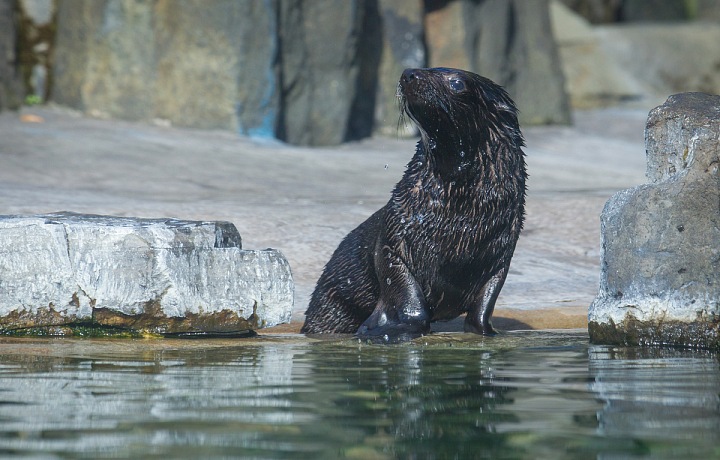 Lachtánek Eda je zatím nejroztomilejší zvíře v celé zoo. 