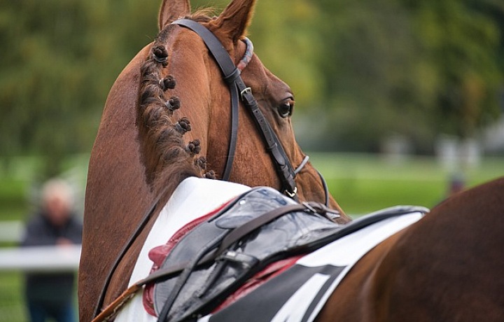 Natěšeno na dostihy