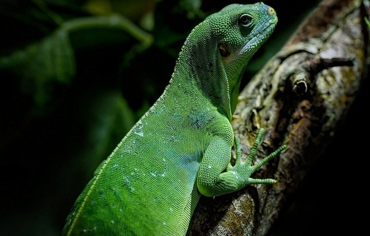 Interdiction des animaux de compagnie à Bruxelles.  La désinformation se répand dans les médias tchèques, la réalité de l’élevage est différente