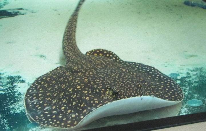 Potamotrygon Castexi