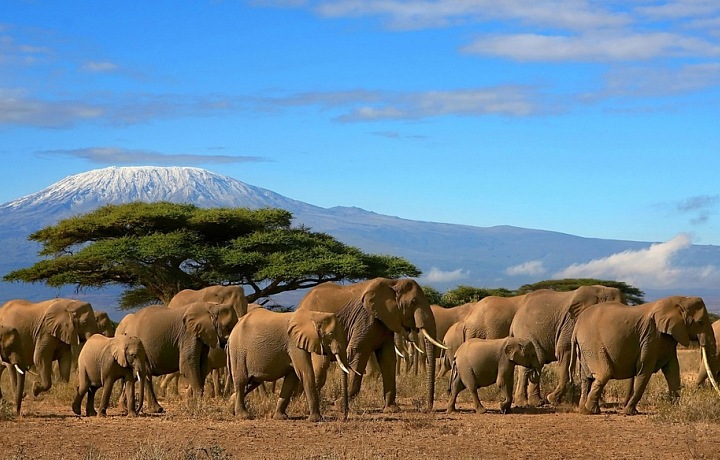 Střecha Afriky - Kilimanjaro