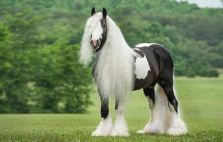 Kůň Gypsy Vanner