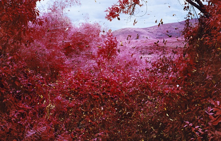 Richard Mosse, Spiders, 2015 Carlier Gebauer Gallery