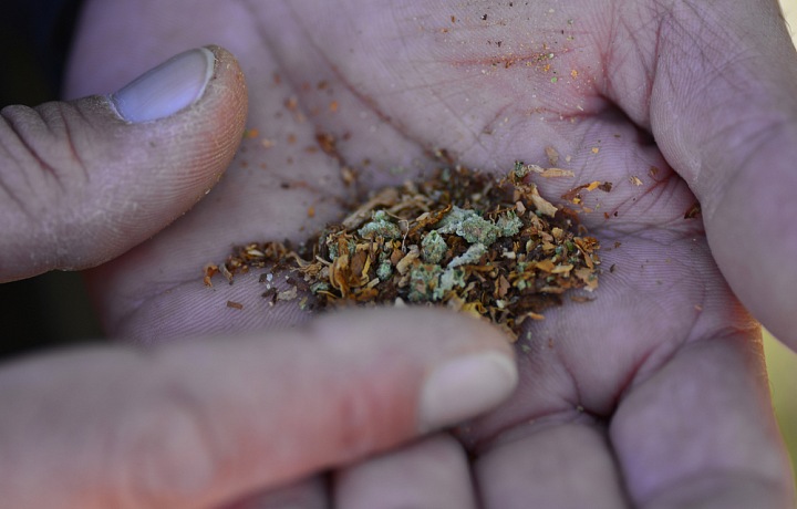 Marihuana je u nás rozšířená