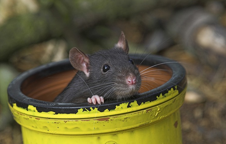 Krysí žloutenka, ilustrační obrázek