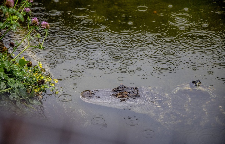 Krokodýl v ZOO, Dánsko.