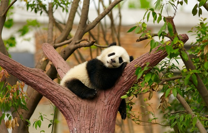 Panda velká ve větvích