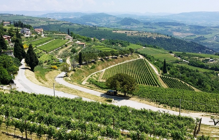 Vinice v oblasti Valpolicella