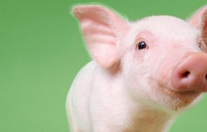 Welcome the Chinese year of the pig!