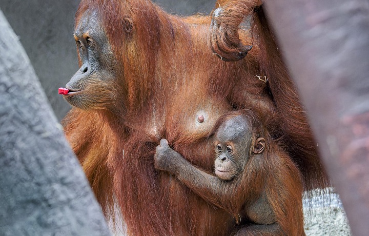 Sameček orangutana sumaterského Harapan